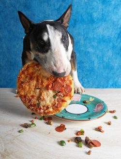 Tapa the Bull Terrier enjoying a pizza for dogs --- recipe in "Cooking for Dogs"