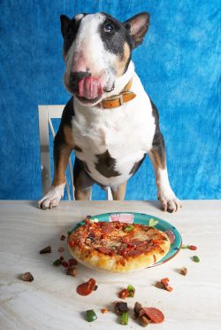 Tapa licking his cops as he eats the special pizza for dogs.