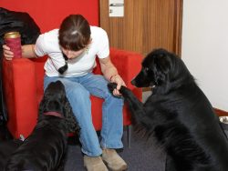 Woody wanting some attention as we all wait for our Cooking for Dogs live segment for the BBC World Service