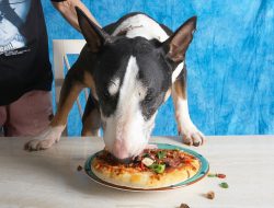 Who needs a knife and fork!!