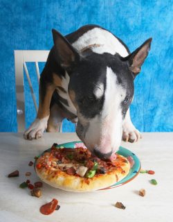 This is paw lickin' good