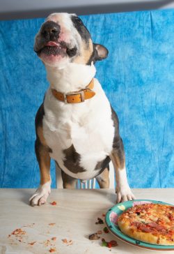 I'm in doggie heaven