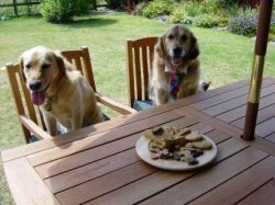 Caesar and Friend wait for Lucies Farm Dog Biscuits