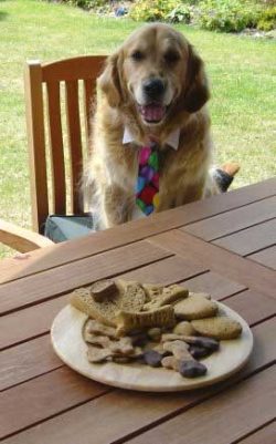 Caesar waiting for Lucies Farm Dog Treats