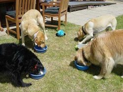 As Wendy e-mailed, "All the dogs enjoyed the ice cream and assorted cookies. In the end, we served the ice cream on top of Caesars' birthday cake, and they all licked their bowls clean!"