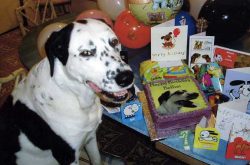 Bellini at his birthday party, with his cake in pride of place.