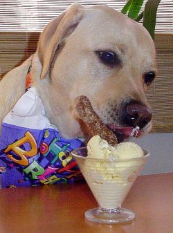 Marjorie enjoys her Haddock Ice Cream from Lucies Farm. The ice cream can be ordered fromwww.luciesfarm.co.uk