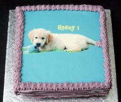 Honey's First Birthday