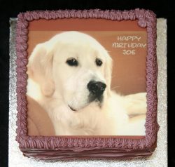 Joe has been a guest in ourluxury dog hotel. His family surprised Joe this week with a doggie birthday cake with his portrait.