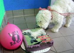 Morgan, a guest at ourluxury dog resort, enjoying her first birthday cake --- complete with her photograph.