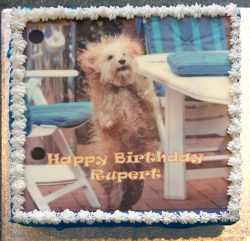 Using a photo of Rupert from one of his stays at Lucies Farm