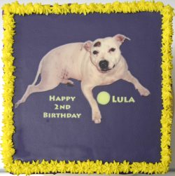 Happy birthday Lula