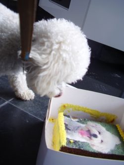 Harry Checking Out His Cake