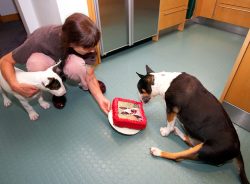 Is this for me to eat?..........