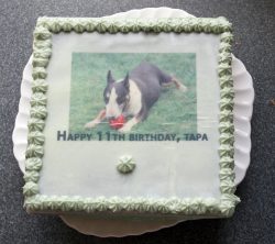 Happy 11th birthday, Tapa