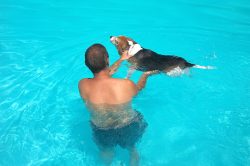 Hattie had just had her walk. It was a nice warm Sunday (July 30 06) so we thought she'd enjoy a dip in the pool. She didn't like getting into the water, but enjoyed the swim until she got tired.