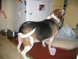 We were sent this photo of Hattie prior to her arrival at Lucies Farm.