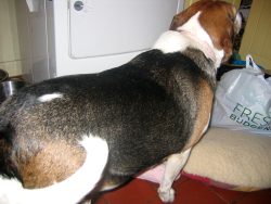 Another pre-arrival photo of Hattie.