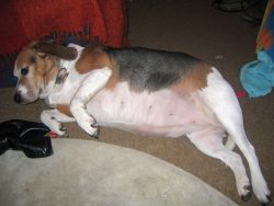 We were sent this photo of Hattie prior to her arrival at Lucies Farm.