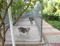 Saturday afternoon, July 29 06. Hattie has just been put into her suite. There's Jasper in the next suite, and then Bali and India in the suite after that. It was a warm afternoon so most comfortable on the lanai.