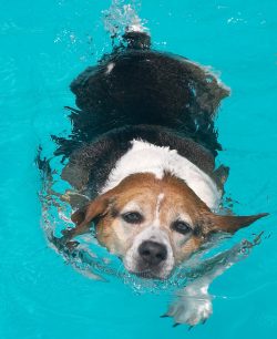 July 30 2006 -- a warm Sunday afternoon. Perfect for a dip in the pool.