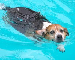 Isn't this a cool swimming style