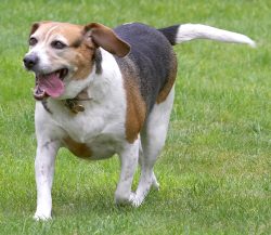 See, I'm quite agile really