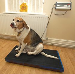 How much weight have I lost?