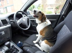 Look, I can drive myself