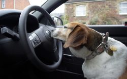 I'm trying to work out if I can turn the steering wheel with my nose