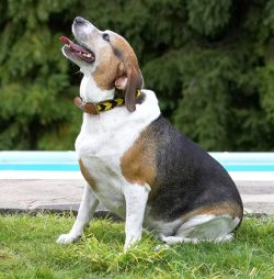 Don't I look posh in my new collar
