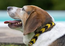 Look at my reward for losing more weight