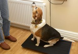 OK, I'm sitting still so you can get my weight. Now give me that treat!