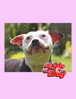 This doggie cake is to demonstrate at the 2006 Wag and Bone Show at Windsor Great Park.