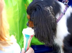 I eat ice cream daintily