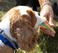 Ice cream - my favourite