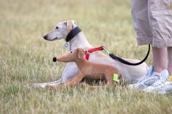 At the Wag and Bone Show, 2006