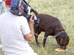A Labrador Enjoying Our Doggie Hamburger at the 2006 Wag & Bone Show -- While Being Filmed for TV