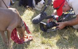 A Dog Enjoying Our Pizza While TV Cameras Zoom In For the Close-Up