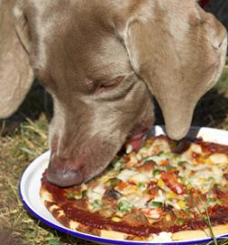 A Dog Eating Our Pizza at the 2006 Wag & Bone Show