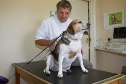 Hattie at the vet