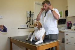 Hattie at the vet