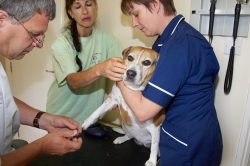 Hattie at the vet