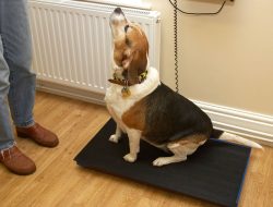 Hattie on the scales